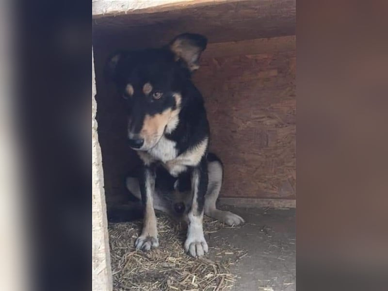Benni - sensibler Hundejunge sucht ein Körbchen