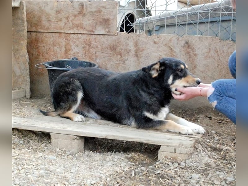 Benni - sensibler Hundejunge sucht ein Körbchen