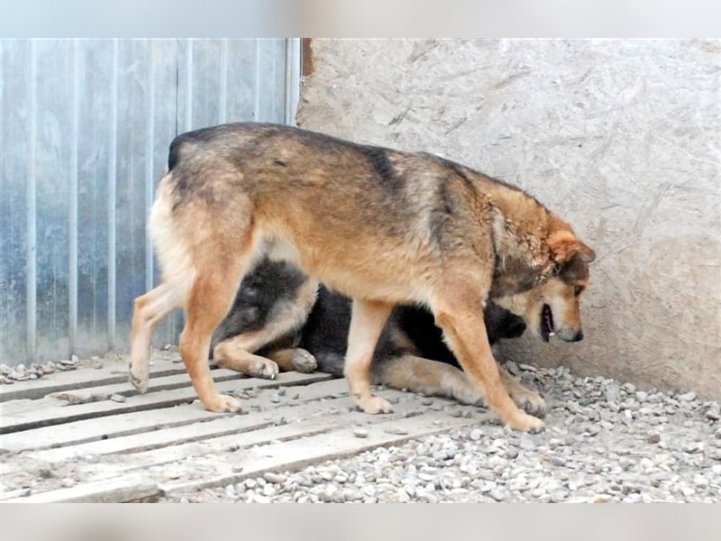 Max - liebt Damengesellschaft