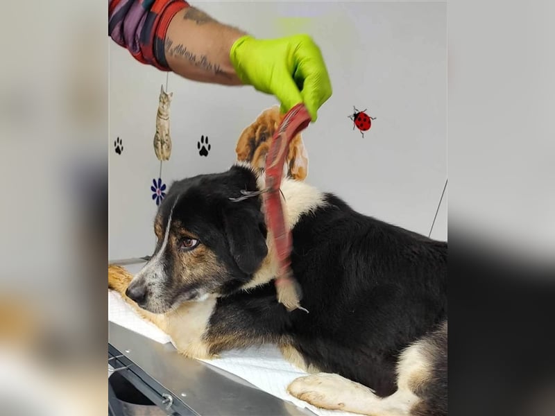 Louie - toller Freund fürs Leben