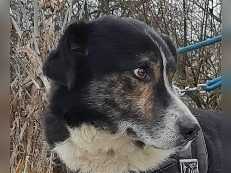 Louie - toller Freund fürs Leben