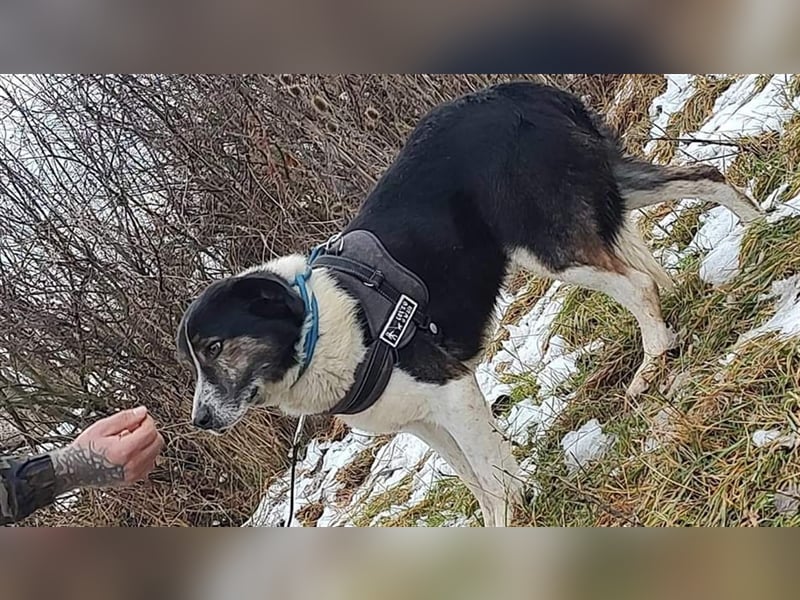 Louie - toller Freund fürs Leben
