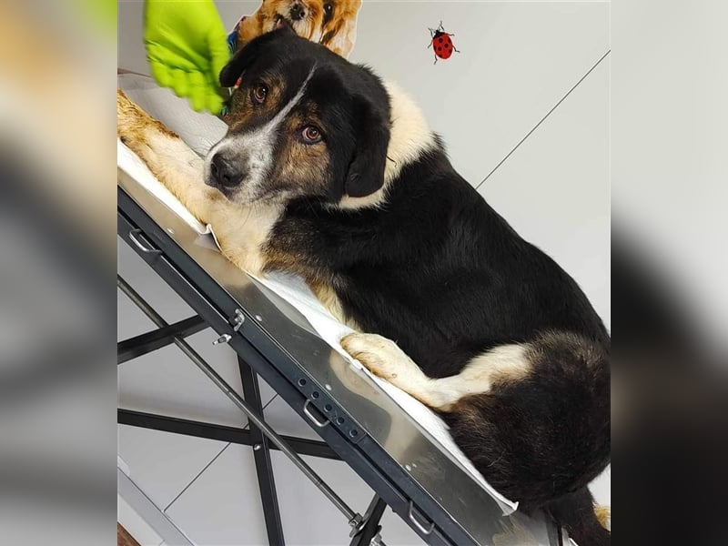 Louie - toller Freund fürs Leben