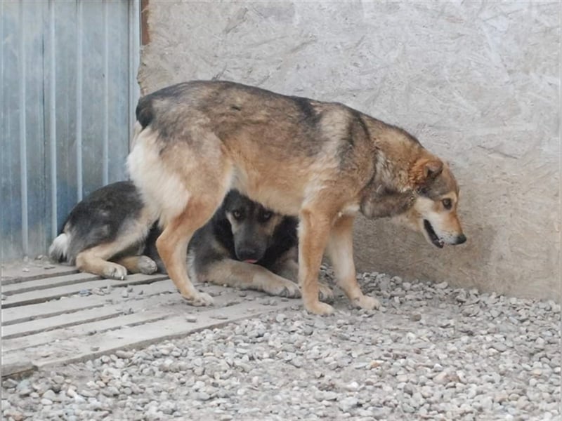 Max - liebt Damengesellschaft