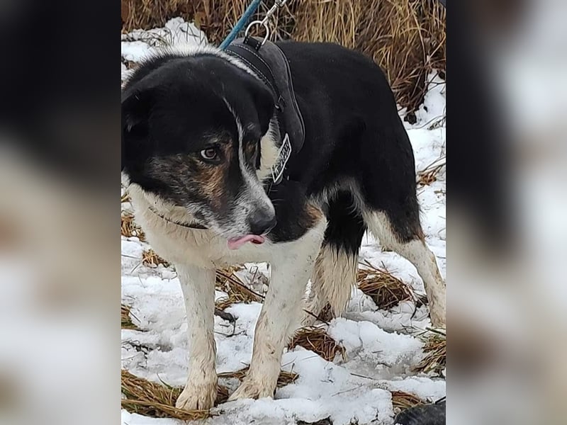 Louie - toller Freund fürs Leben