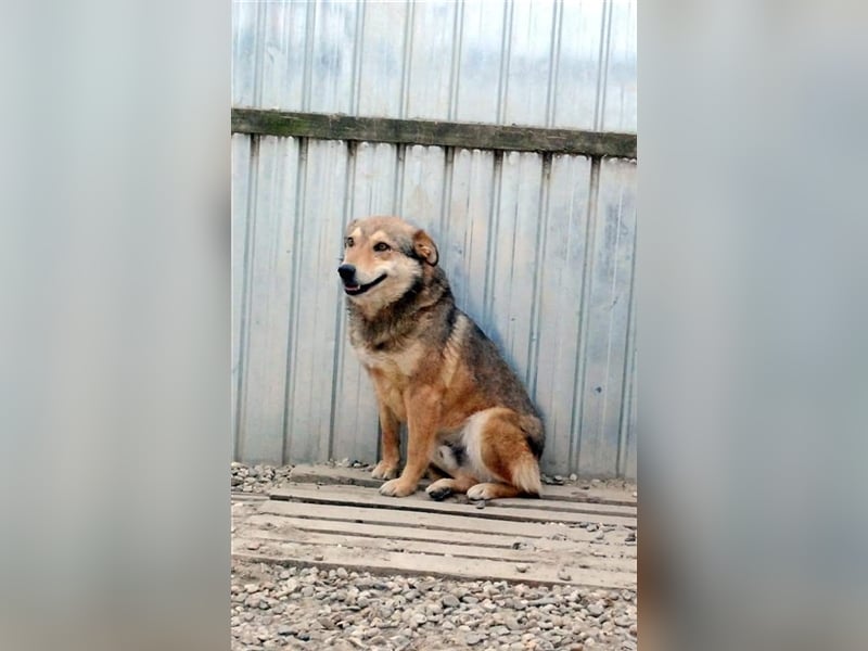 Max - liebt Damengesellschaft