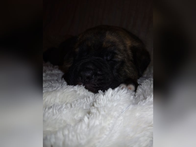 Loki