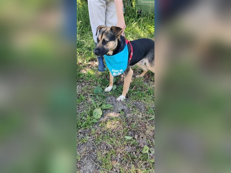 BRAVER BERT