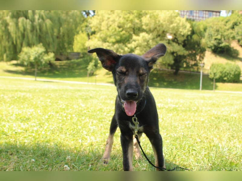 Oskar - in 71540 Murrhardt auf Pflegestelle