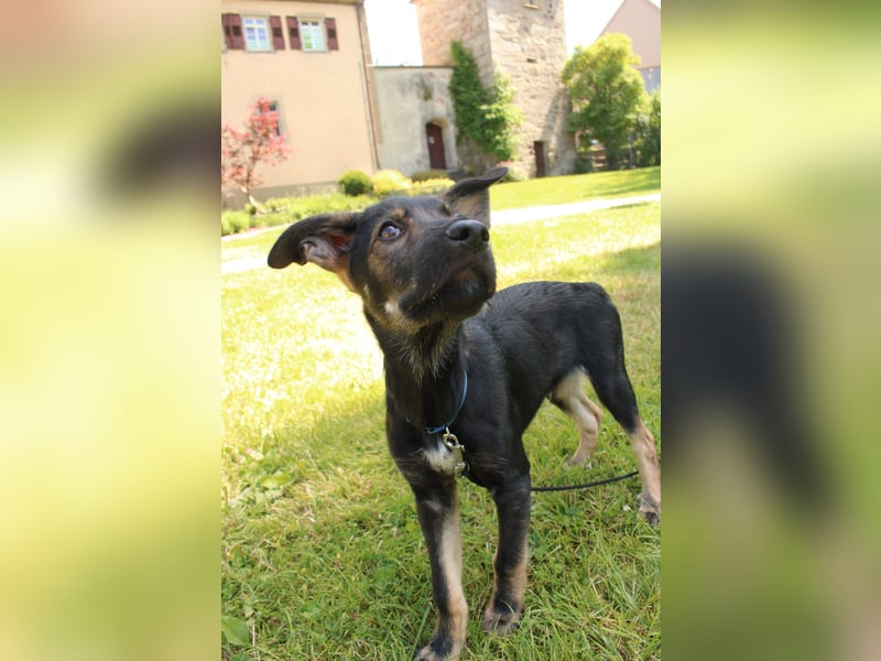 Oskar - in 71540 Murrhardt auf Pflegestelle
