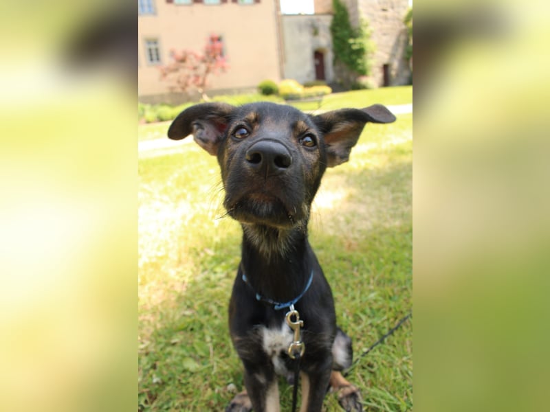 Oskar - in 71540 Murrhardt auf Pflegestelle
