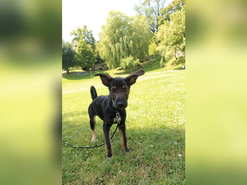 Oskar - in 71540 Murrhardt auf Pflegestelle