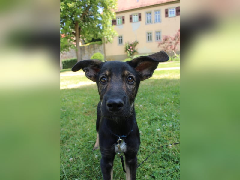 Oskar - in 71540 Murrhardt auf Pflegestelle