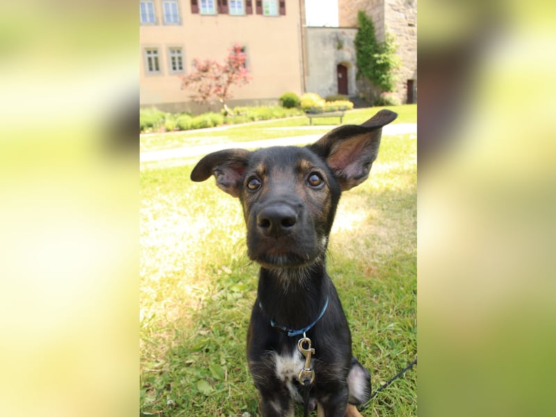 Oskar - in 71540 Murrhardt auf Pflegestelle
