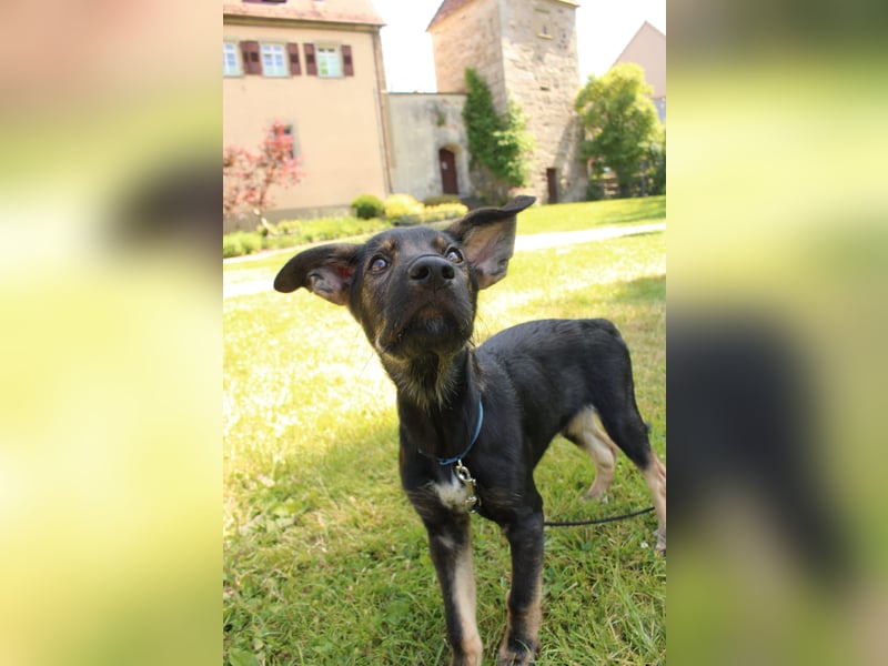 Oskar - in 71540 Murrhardt auf Pflegestelle