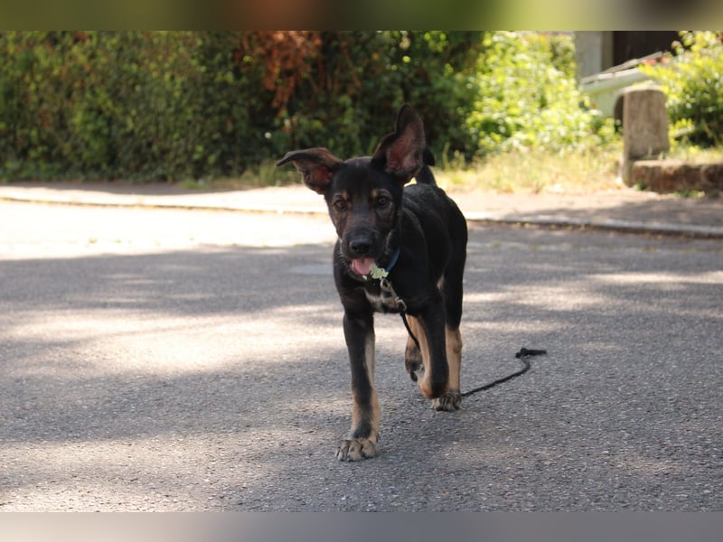 Oskar - in 71540 Murrhardt auf Pflegestelle