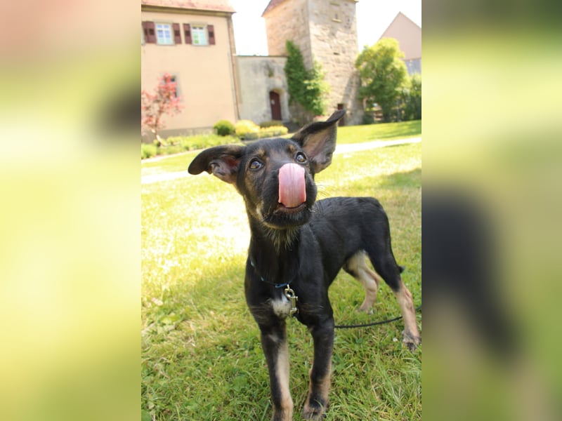 Oskar - in 71540 Murrhardt auf Pflegestelle