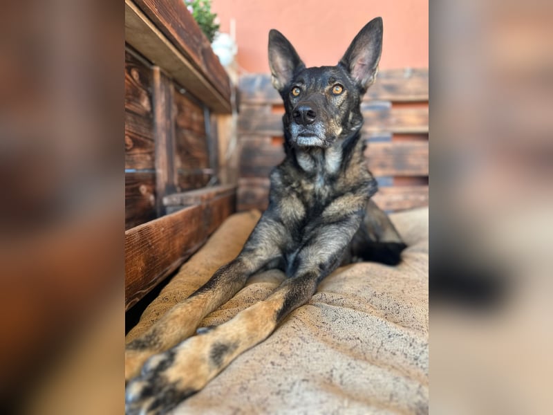 Draco