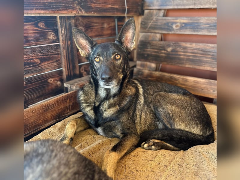 Draco