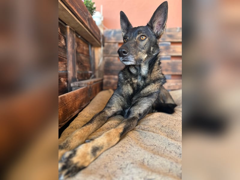 Draco