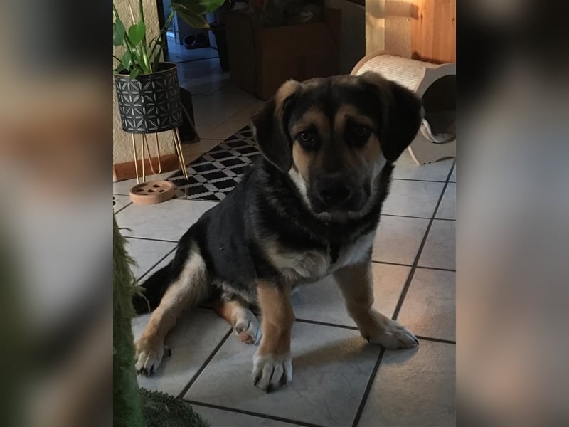 Teddy- ausgeglichen und etwas zurückhaltend