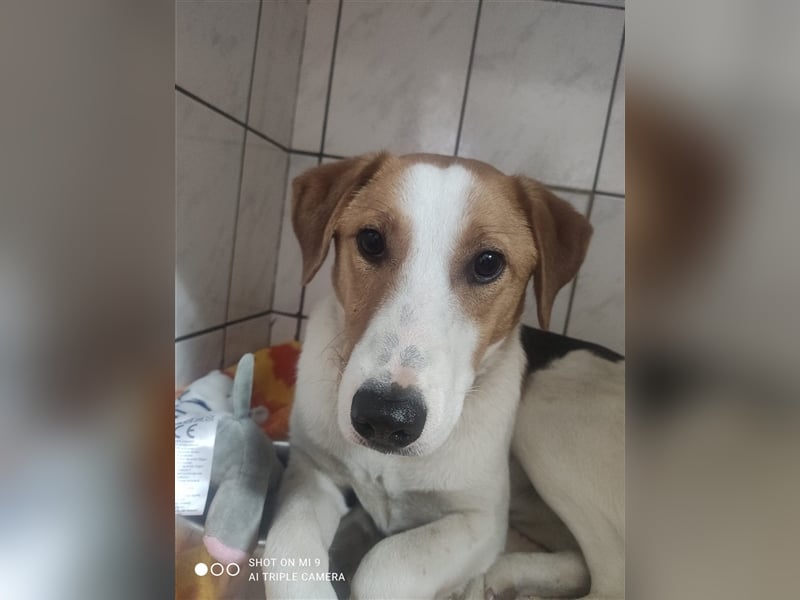 Vodka sucht geduldige Menschen zu denen er Vertrauen aufbauen kann !