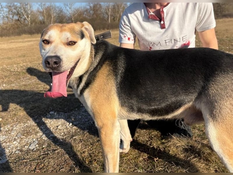 Zsolti, ein energiegeladener junger Hund !