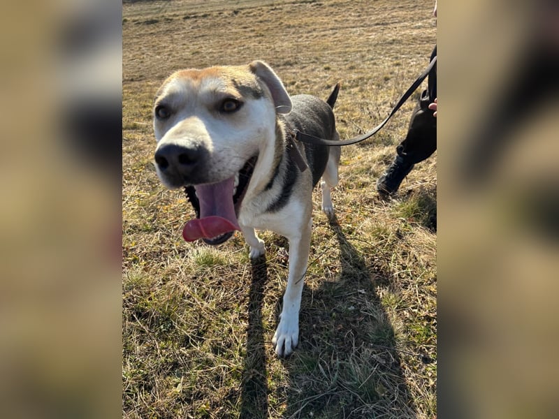 Zsolti, ein energiegeladener junger Hund !