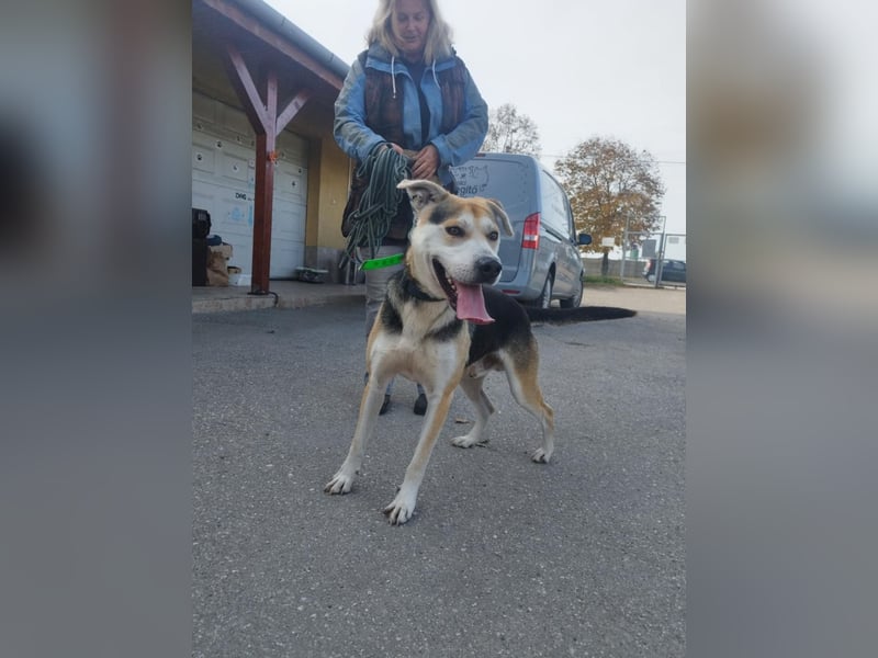 Zsolti, ein energiegeladener junger Hund !