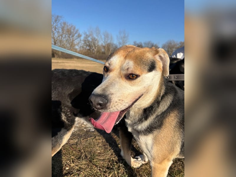 Zsolti, ein energiegeladener junger Hund !