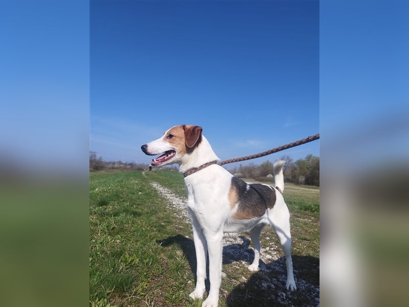 Vodka sucht geduldige Menschen zu denen er Vertrauen aufbauen kann !