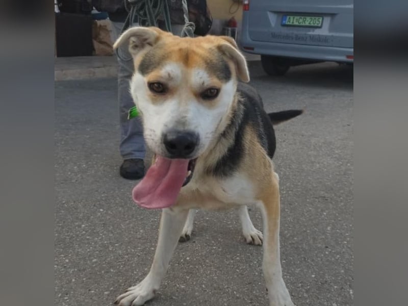 Zsolti, ein energiegeladener junger Hund !