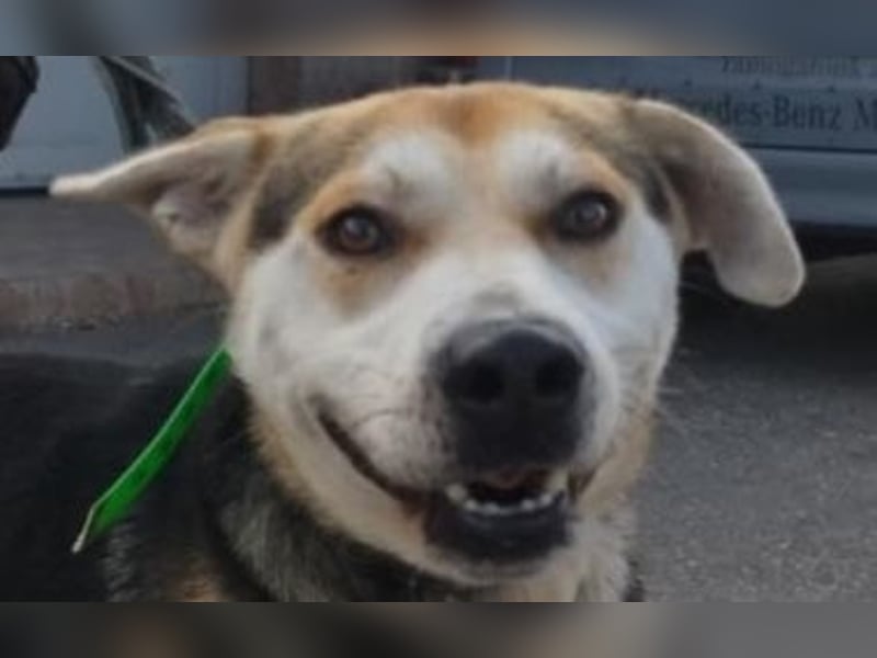 Zsolti, ein energiegeladener junger Hund !