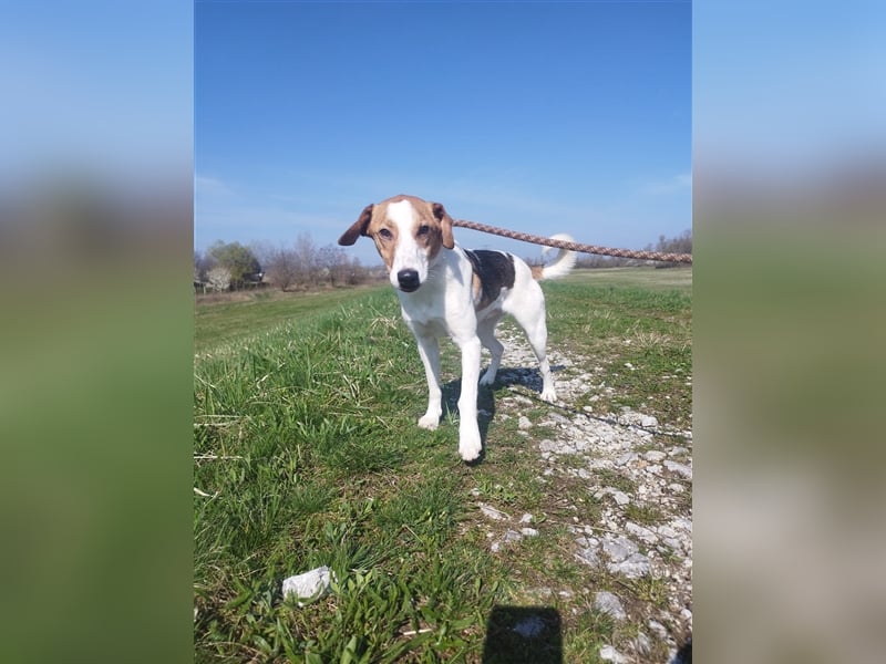 Vodka sucht geduldige Menschen zu denen er Vertrauen aufbauen kann !