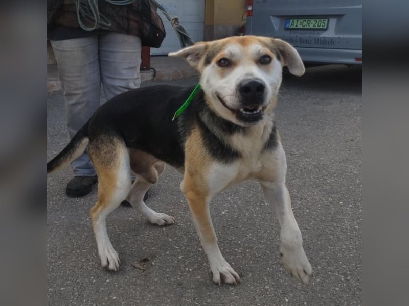 Zsolti, ein energiegeladener junger Hund !