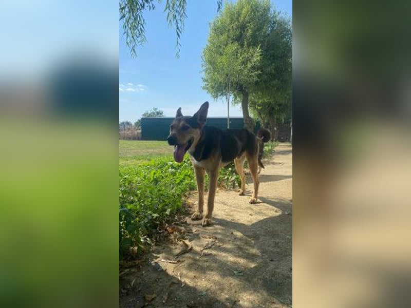 Yoda wer schenkt mir ein Zuhause