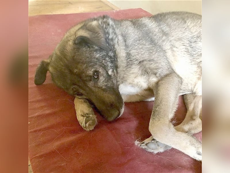 OSCAR, absoluter NOTFALL. Muss sein Zuhause bis Ende Juli verlassen. Ist in Deutschland