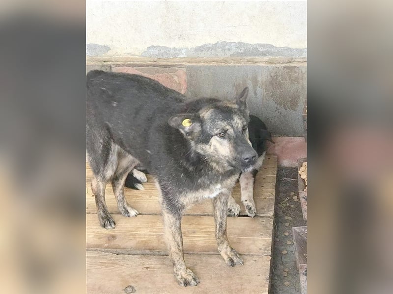ALONDO, der ideale Familienhund. Mag auch Katzen