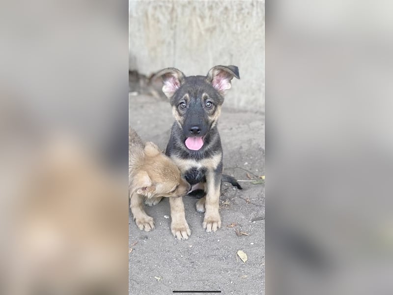 ZABI, zuckersüsser, kleiner Fratz. Der ideale Familienhund