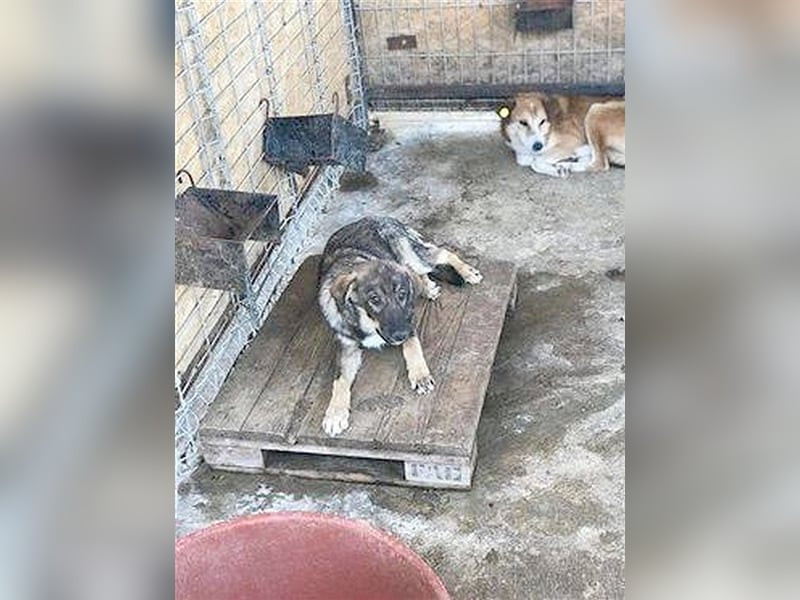 TIMMY, sucht dringend ein Zuhause