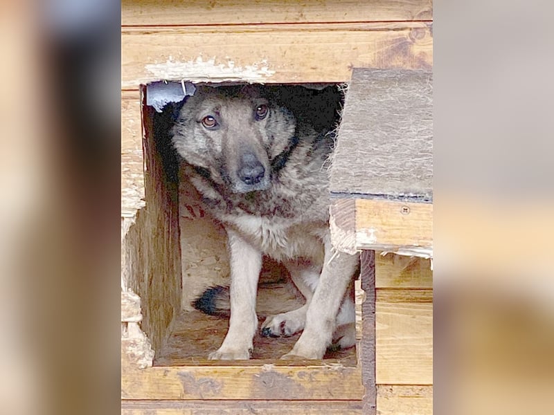 DINOLO, sucht erfahrene Menschen mit viel Liebe und Geduld