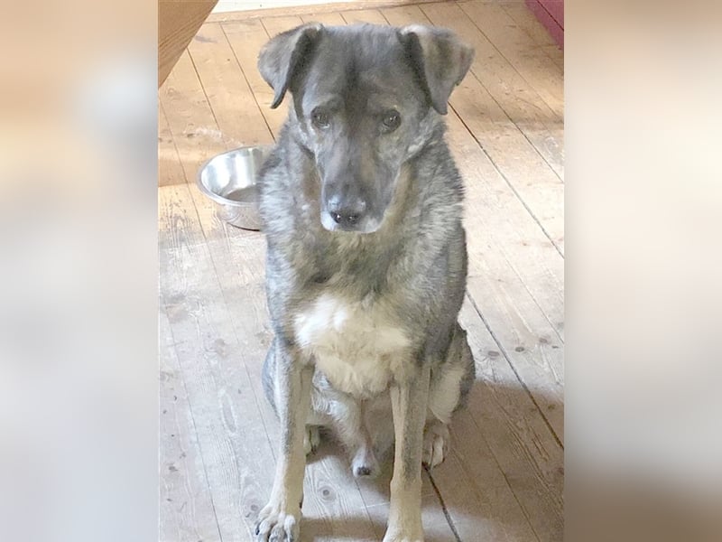 OSCAR, absoluter NOTFALL. Muss sein Zuhause bis Ende Juli verlassen. Ist in Deutschland