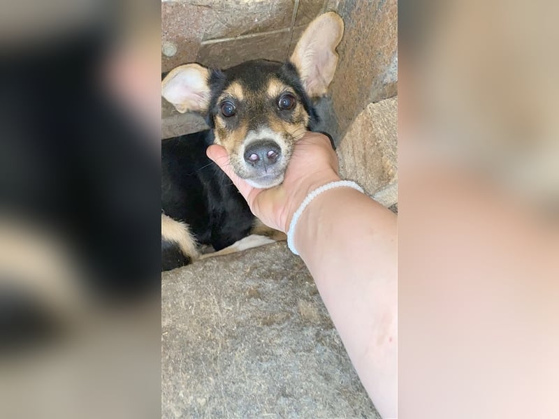 LIO, kleine Fledermaus sucht ein Zuhause