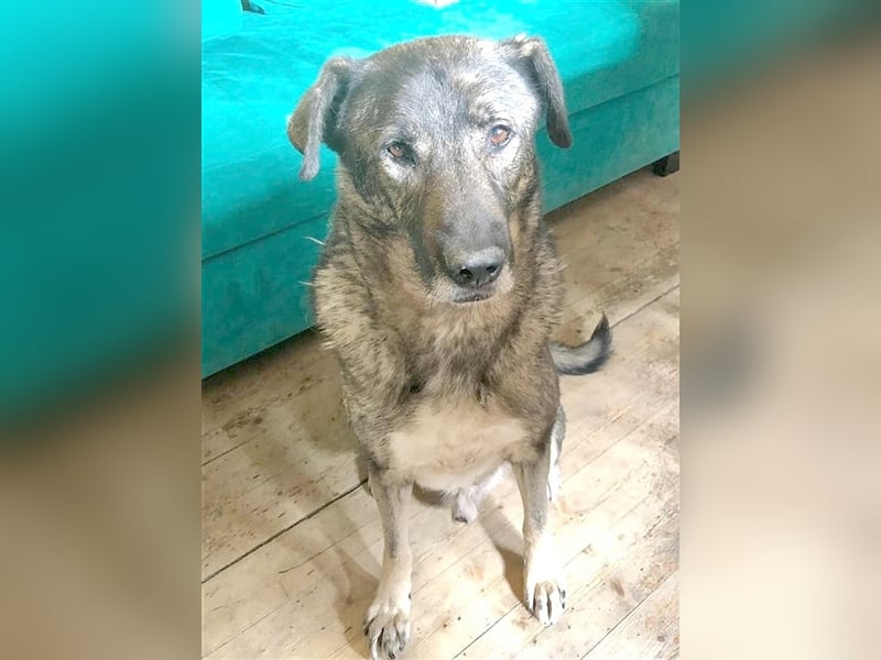 OSCAR, absoluter NOTFALL. Muss sein Zuhause bis Ende Juli verlassen. Ist in Deutschland
