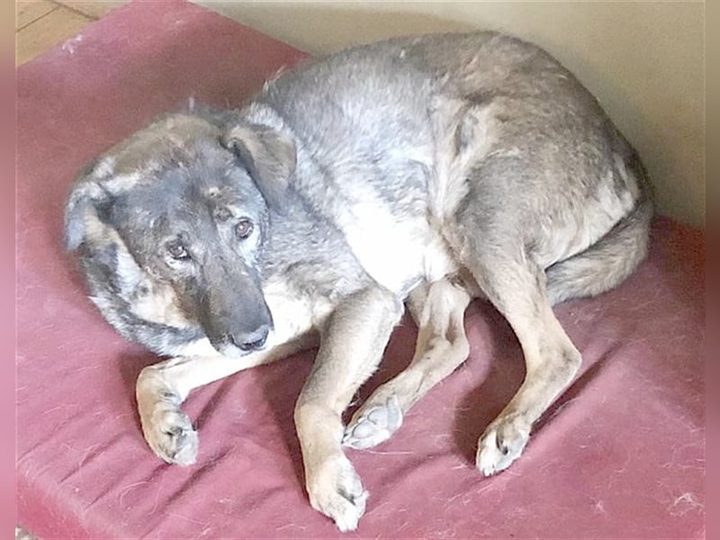OSCAR, absoluter NOTFALL. Muss sein Zuhause bis Ende Juli verlassen. Ist in Deutschland