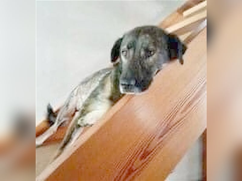 OSCAR, absoluter NOTFALL. Muss sein Zuhause bis Ende Juli verlassen. Ist in Deutschland