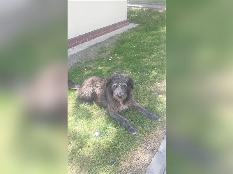 RONNY, ein Sonnenschein von Hund