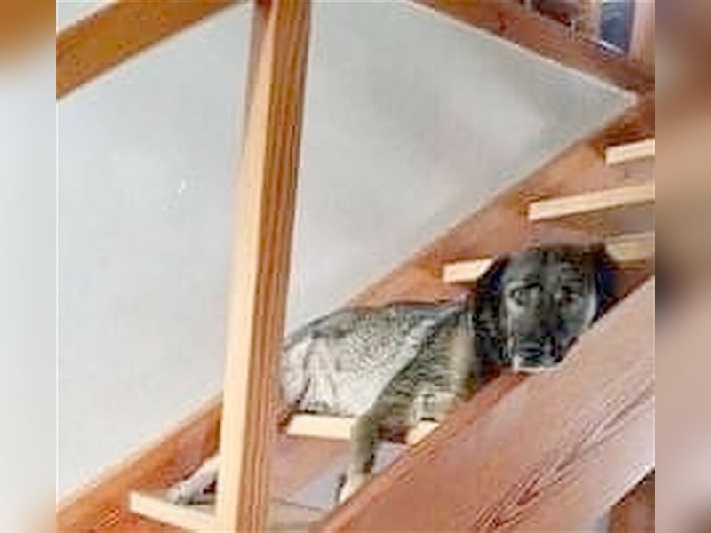 OSCAR, absoluter NOTFALL. Muss sein Zuhause bis Ende Juli verlassen. Ist in Deutschland