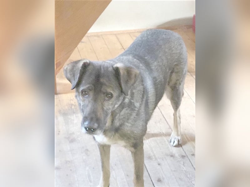 OSCAR, absoluter NOTFALL. Muss sein Zuhause bis Ende Juli verlassen. Ist in Deutschland