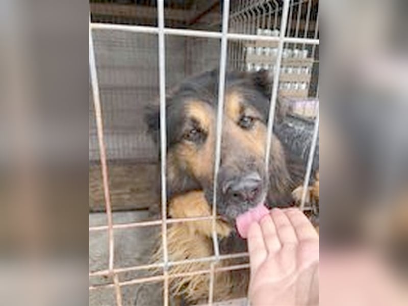 MONSCHI, ein TRAUMHUND. Mag auch Katzen